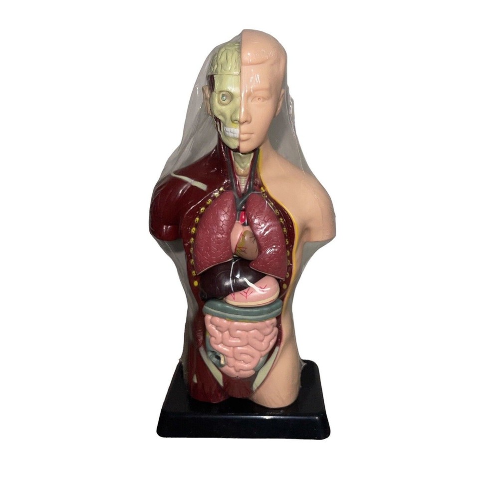 Human Torso 10" Mini Model Internal Medicine Biology Teach Learn Anatomy Organs